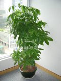 大型发财树