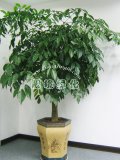 幸福树