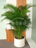 散尾葵