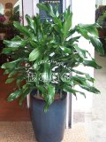 菲律宾铁