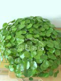 铜钱草