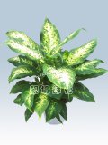 马利安