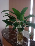 一帆风顺