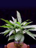 银皇后