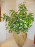 鸭掌木